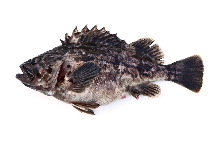  p>许氏平鲉(学名: i>sebastes schlegelii /i>)是平鲉科,平鲉属鱼类.