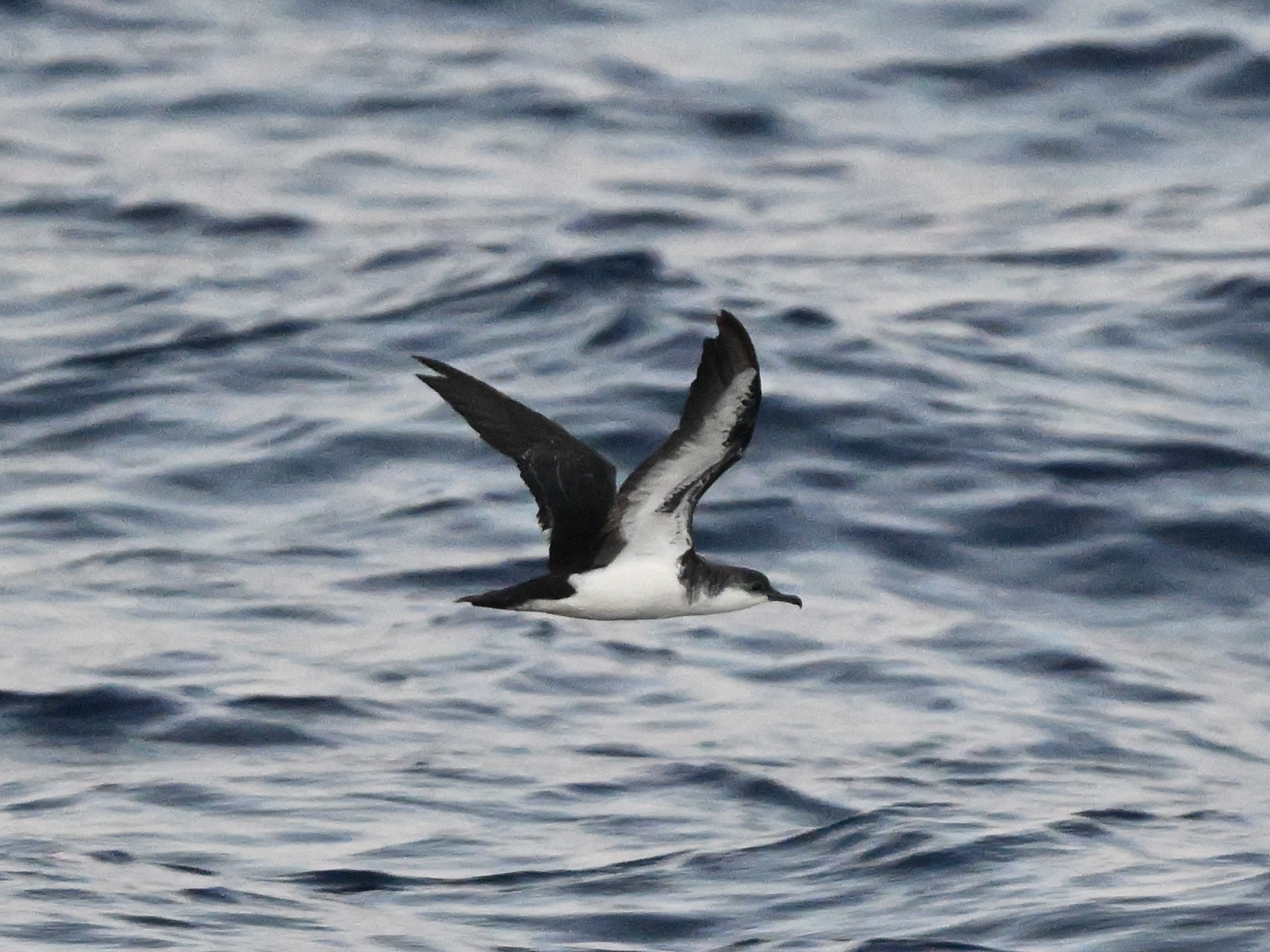  p>班氏鹱(学名: i>puffinus bannerman /i>i):是鹱科,剪水鹱属的海鸟