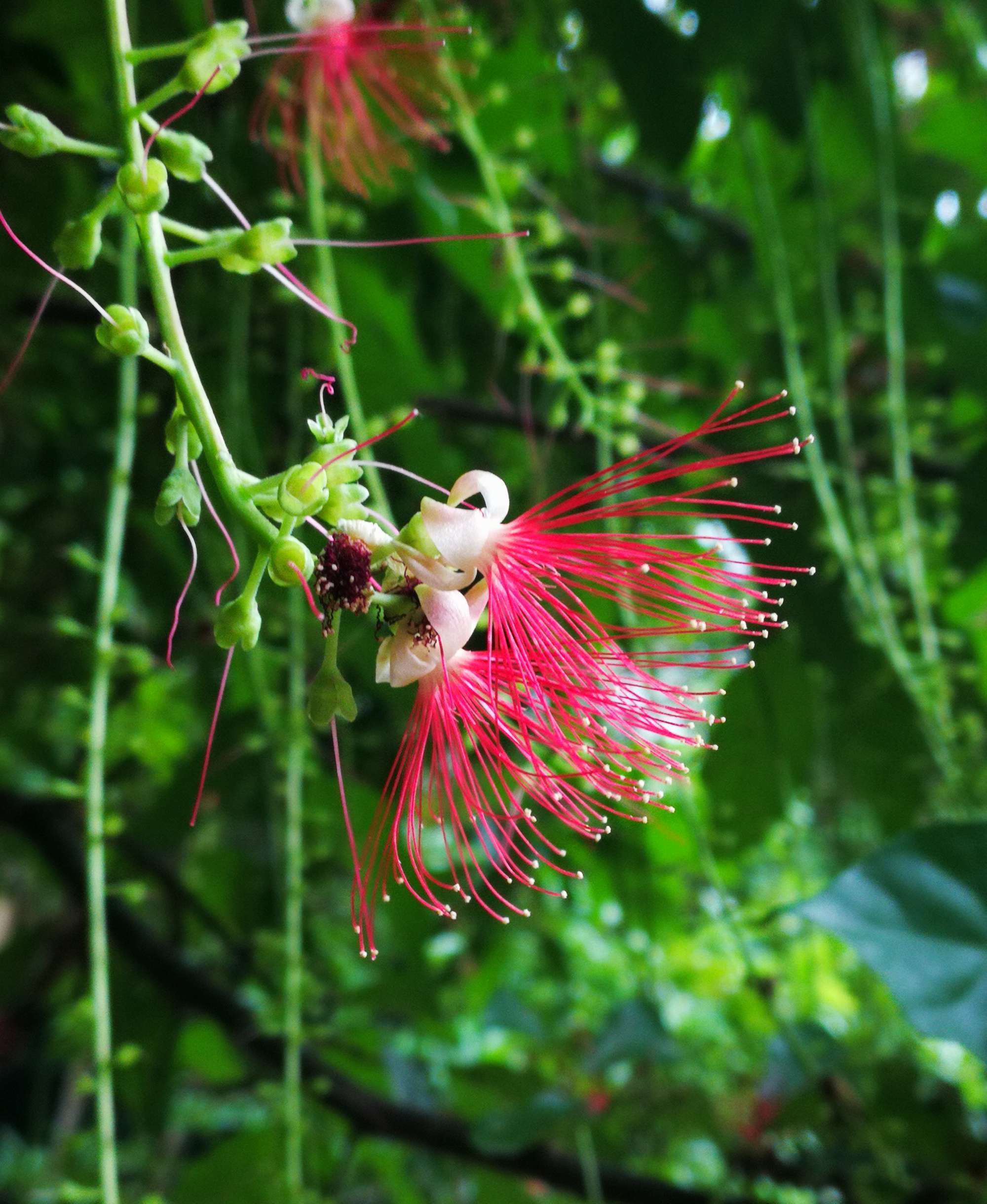 是玉蕊科,玉蕊属常绿小乔木.