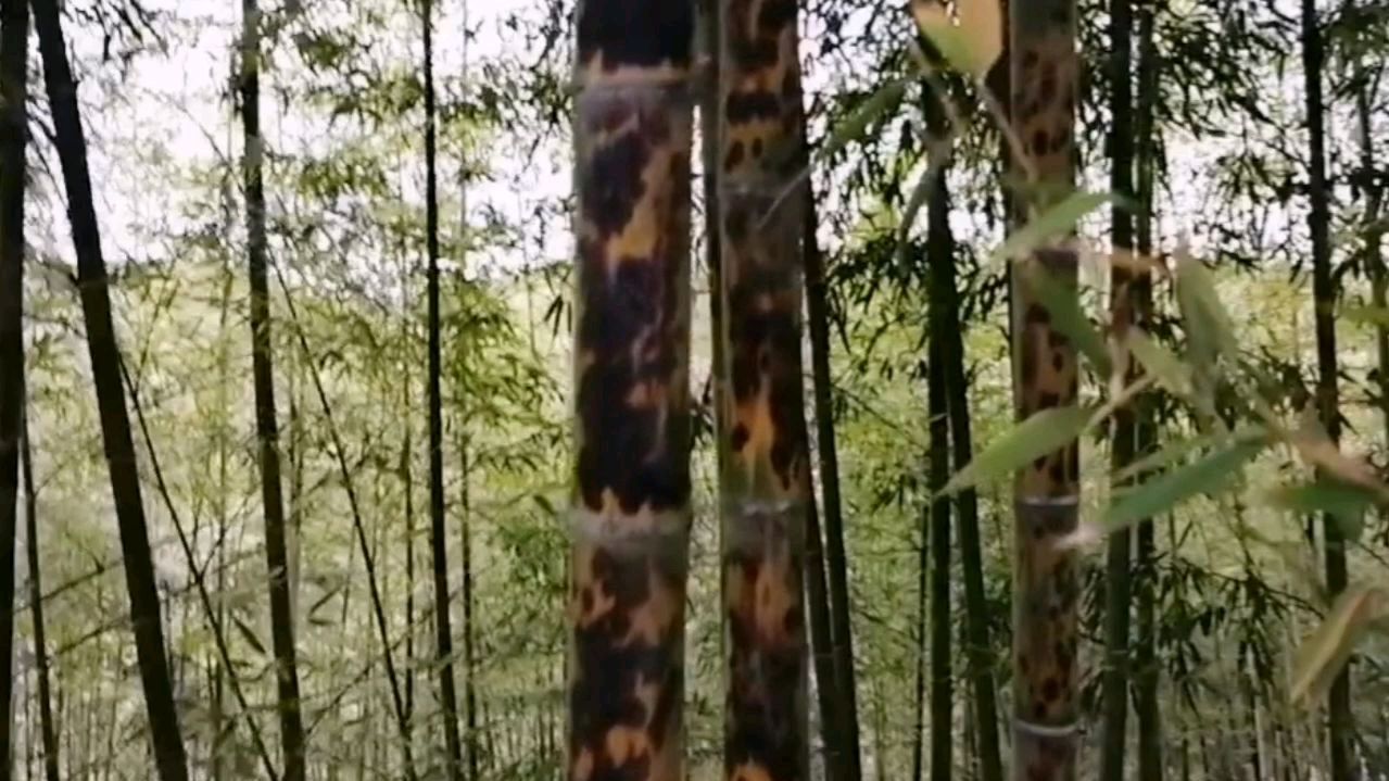 斑竹（禾本科刚竹属竹类植物）_百度百科