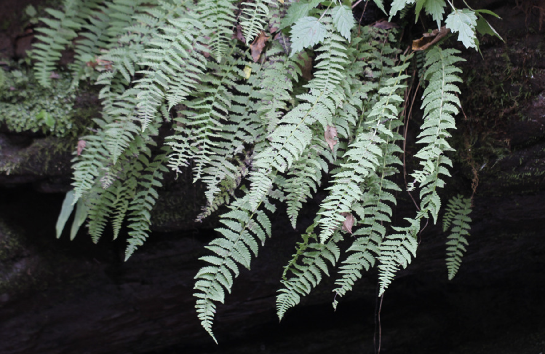  p>麦秆蹄盖蕨(学名: i>athyrium fallaciosum /i> milde)是蹄盖蕨科