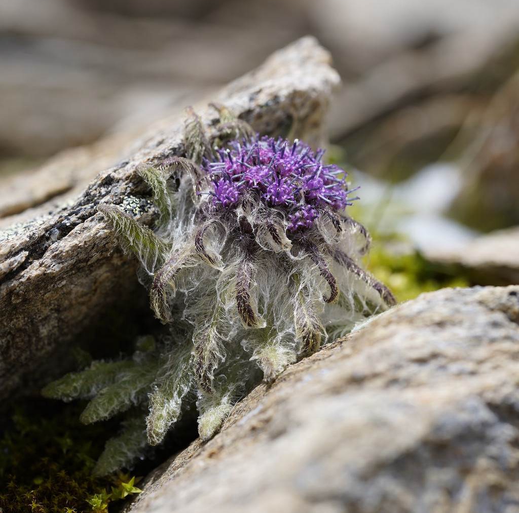  p>雪兔子(学名: i>saussurea gossipiphora /i> d.