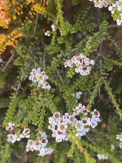 帚蜡花_百度百科
