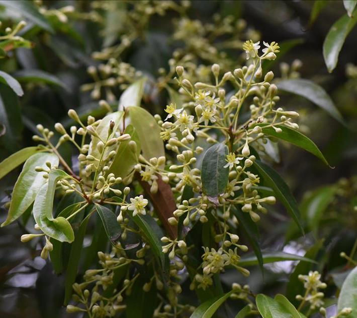  p>革叶槭(学名: i>acer coriaceifolium /i> lévl.