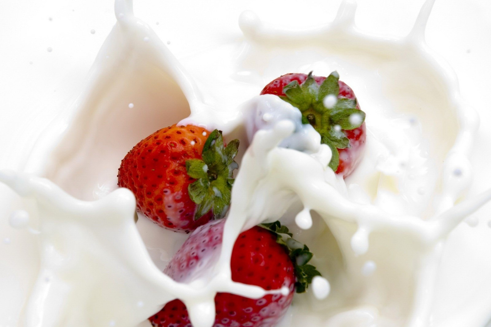  p> a href="#" data-lemmaid="9060294">牛奶草莓 /a>是比较风靡的一