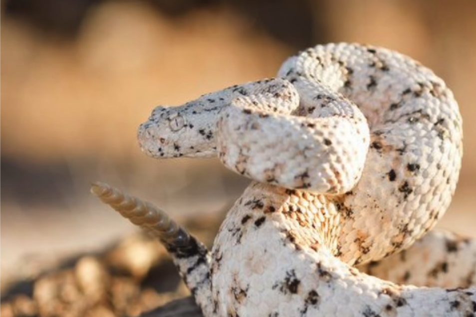 西南斑点响尾蛇