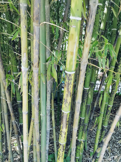 斑竹（禾本科刚竹属竹类植物）_百度百科