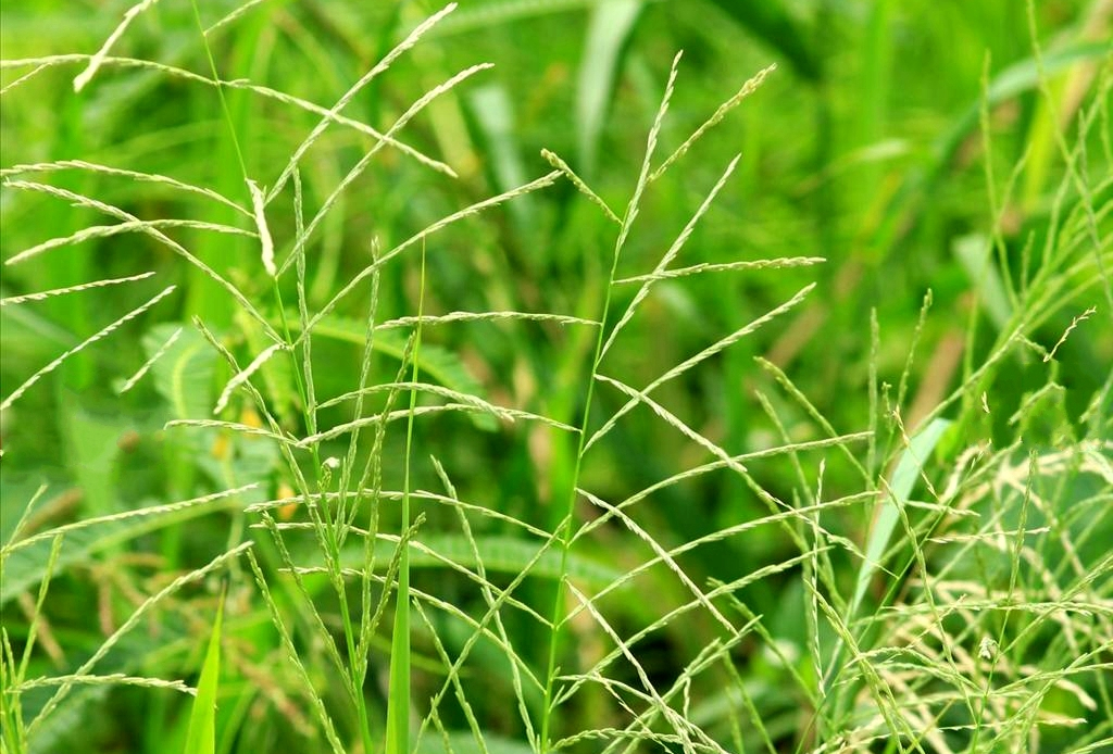  p>双稃草(学名: i>leptochloa fusca /i> (linnaeus) kunth)是禾本科