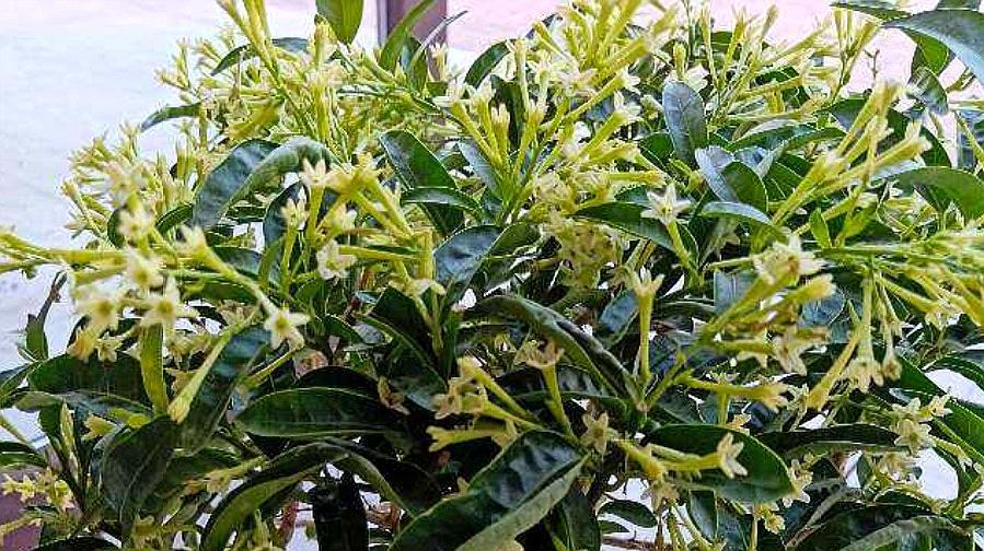 夜香树 百度百科