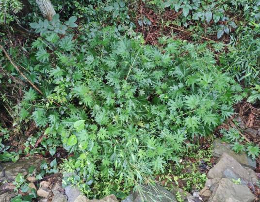 荨麻（荨麻科荨麻属植物）_百度百科
