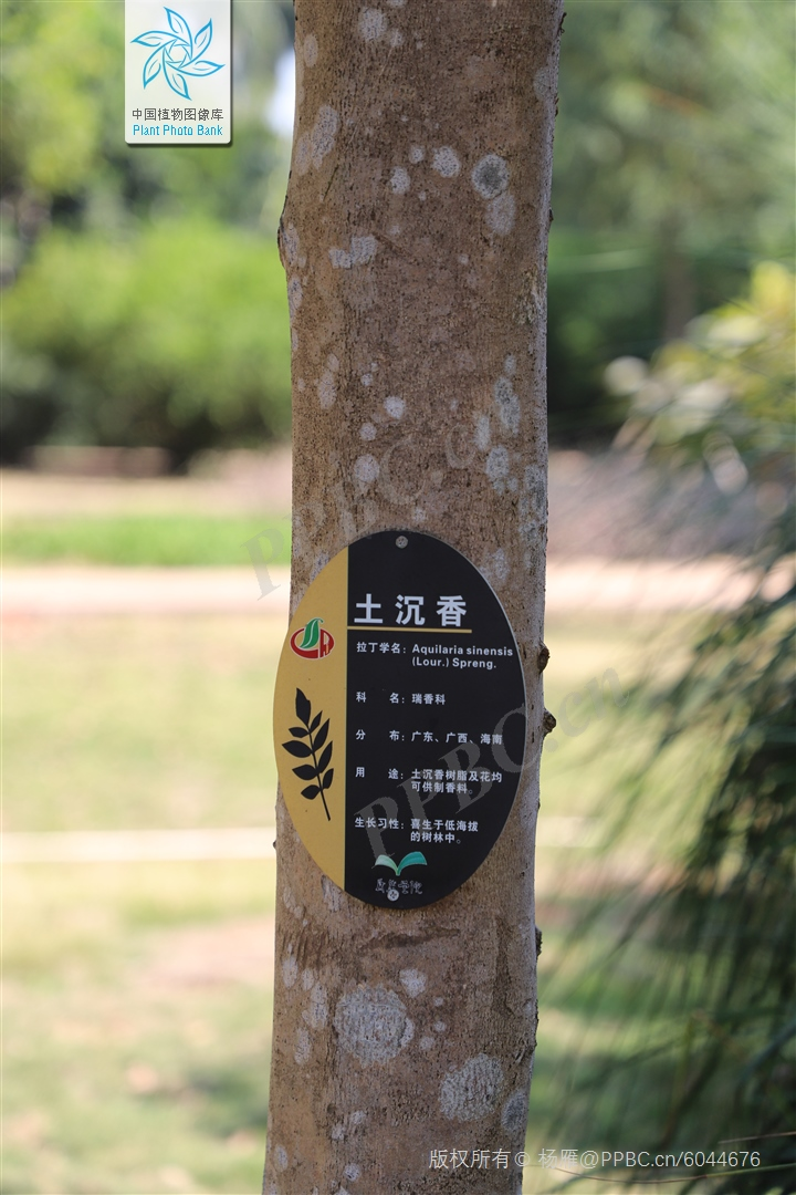 沉香集】奇楠沉香和沉香的区别_百科TA说