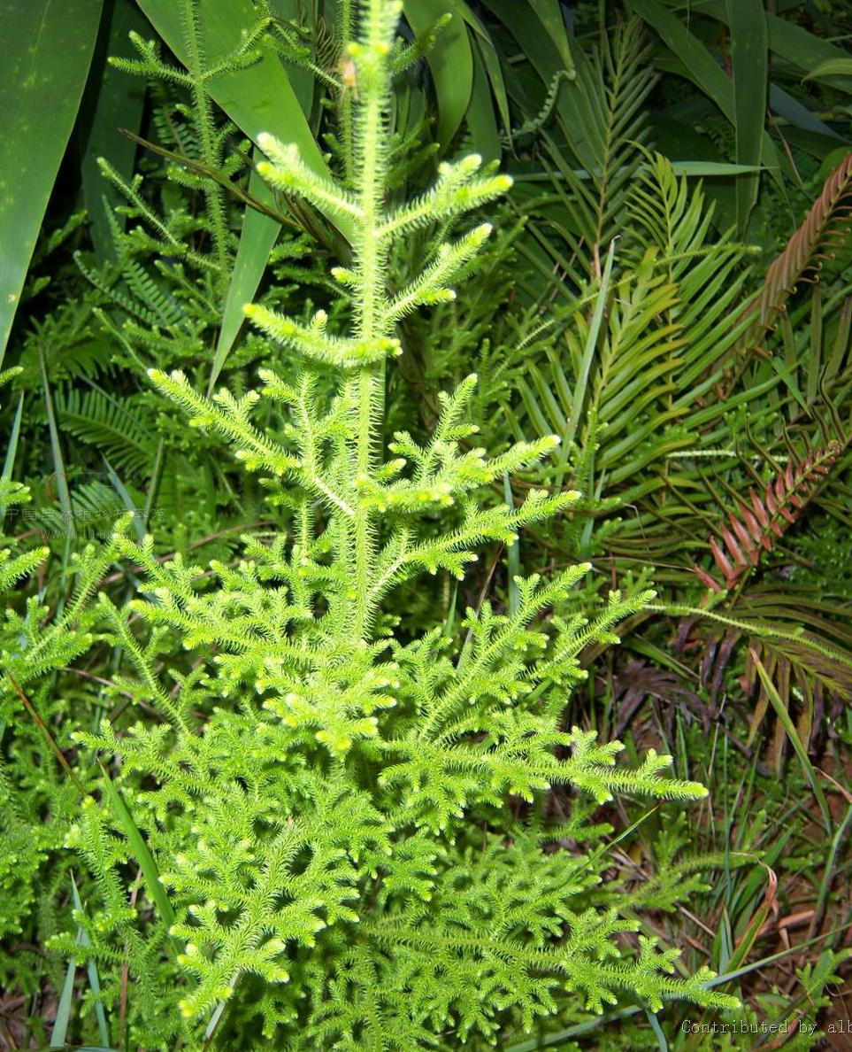 光枝海南垂穗石松