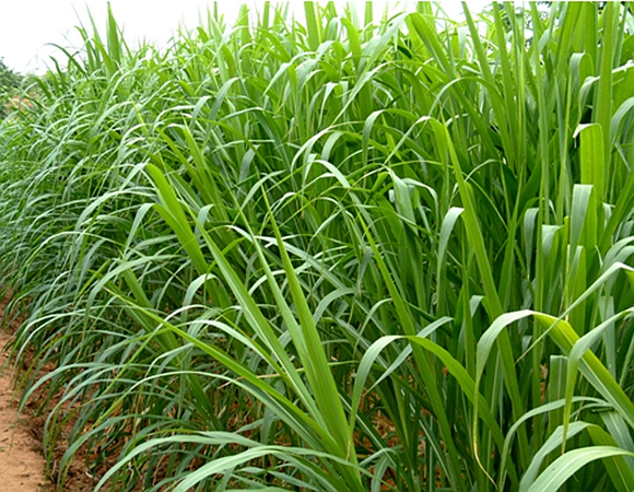 4)是禾本科,假福王草属多年生草本植物,是象草和御谷的杂交品种.