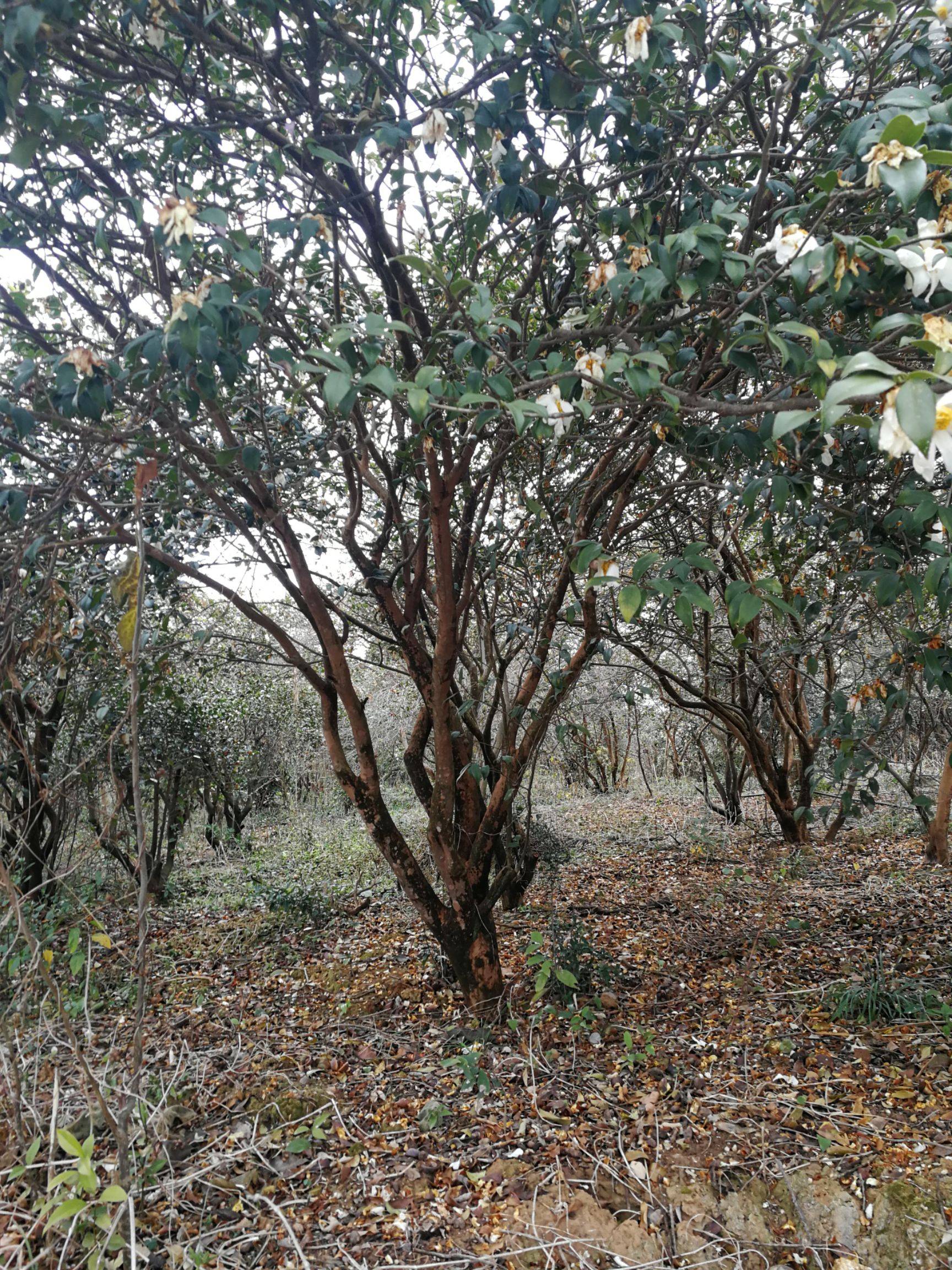 油茶无性系6号