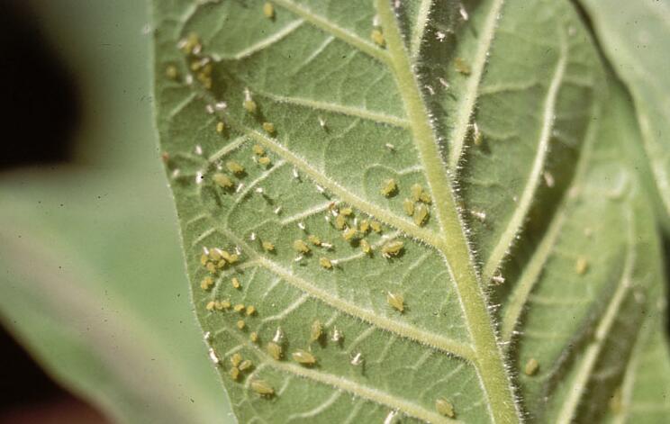  p data-id="gnayljhh17">烟草煤污病又称煤霉病,煤烟病,是由出芽短梗