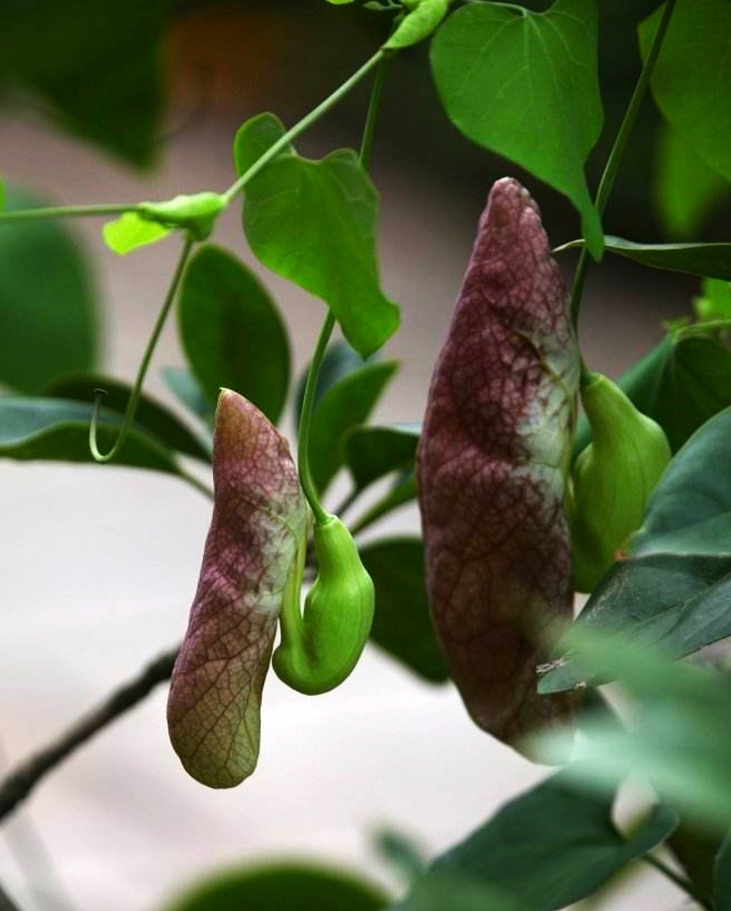 是马兜铃科马兜铃属植物,根圆柱形;茎有腐肉味;叶卵状三角形,长宰状