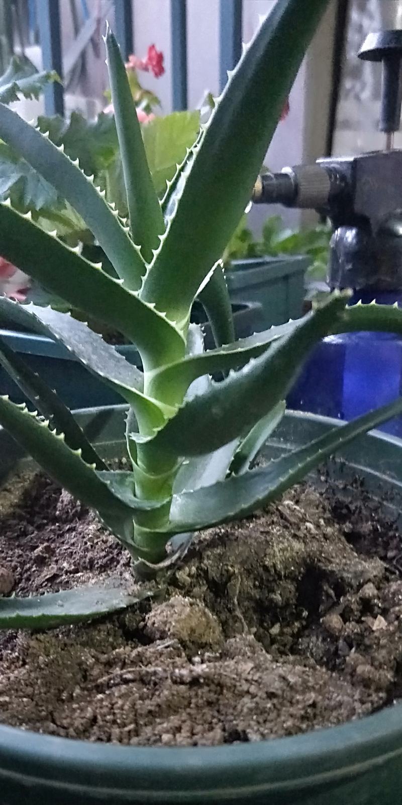 木立芦荟