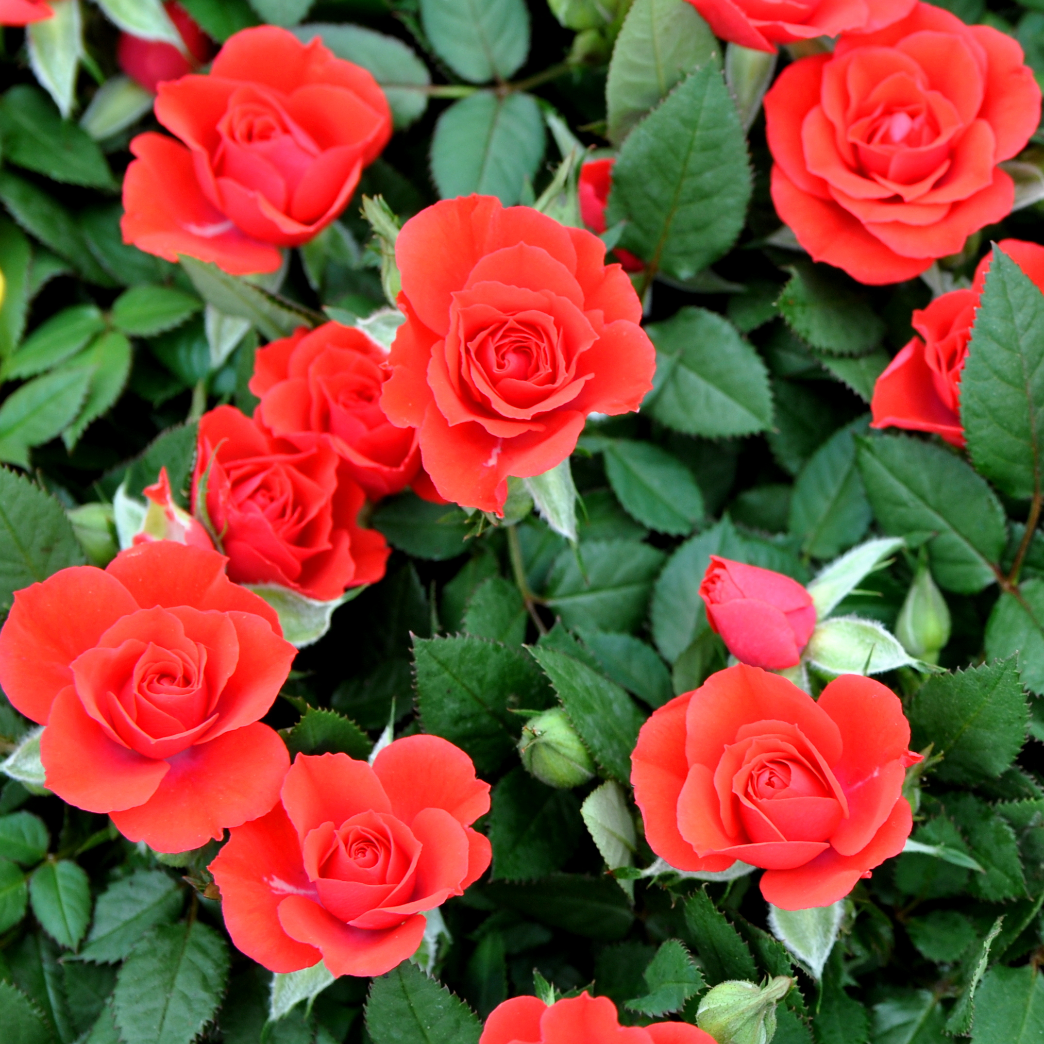 100种月季花的名字和图片的简单介绍