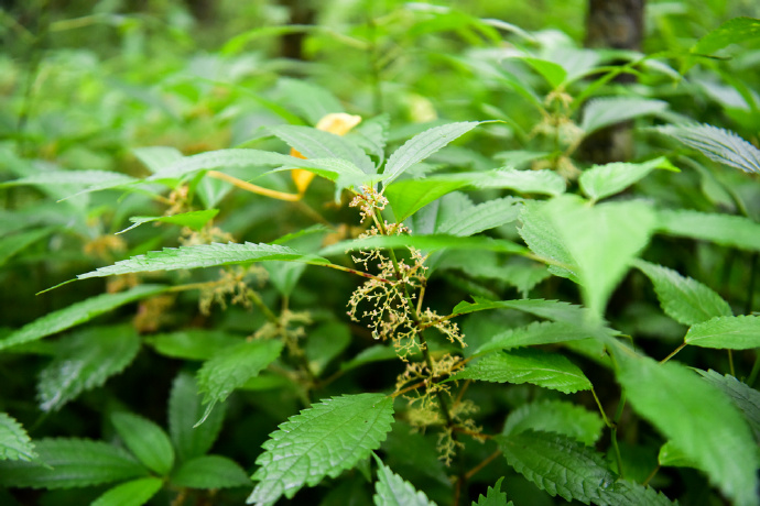  p>粗齿冷水花(学名: i>pilea sinofasciata /i> c. j.