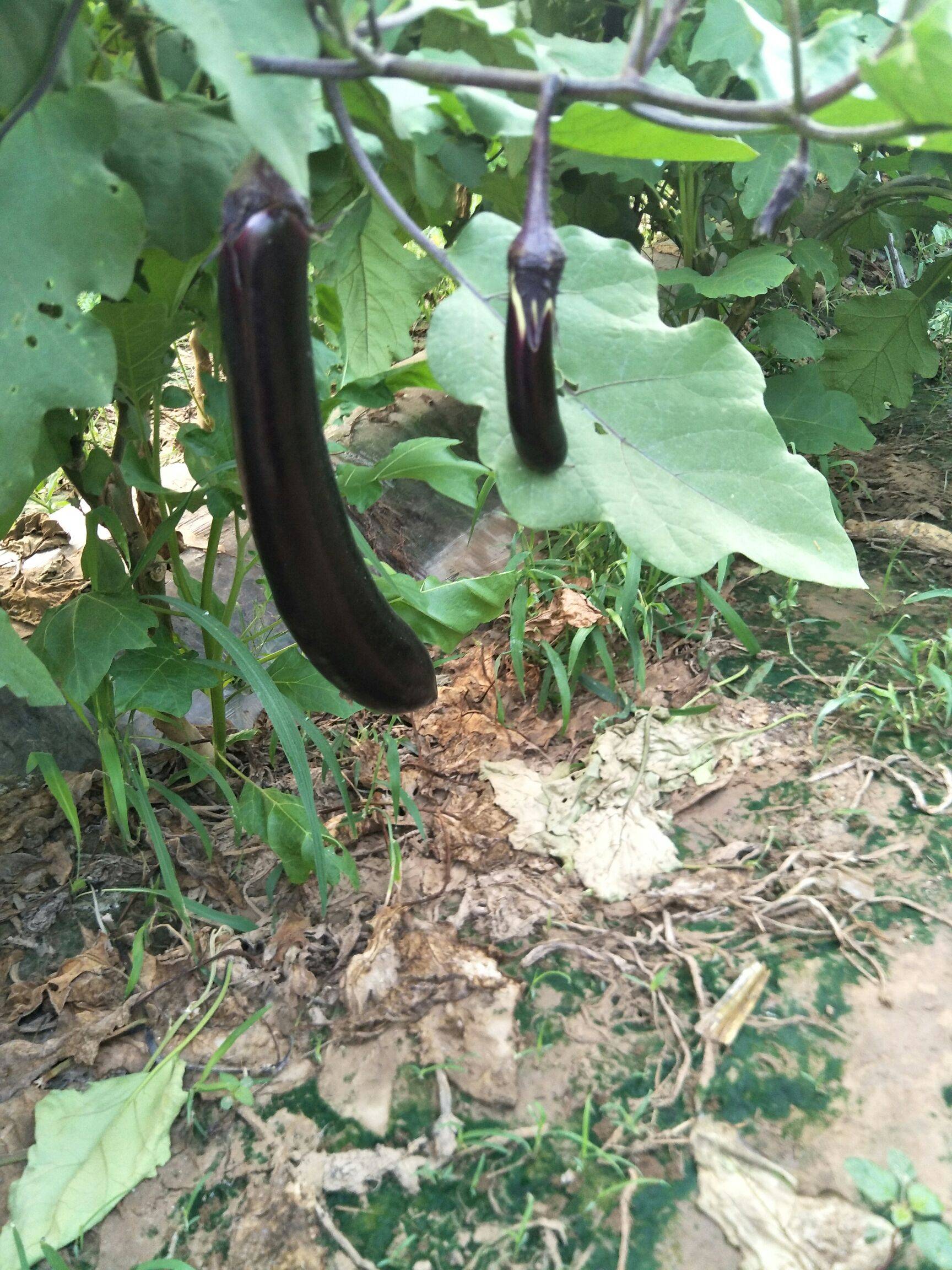  p>新黑珊瑚长茄是属于茄子品种. /p>