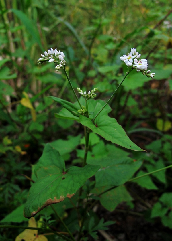 p>心叶野荞麦(学名: i>fagopyrum gilesii /i>),为蓼科荞麦属下的一