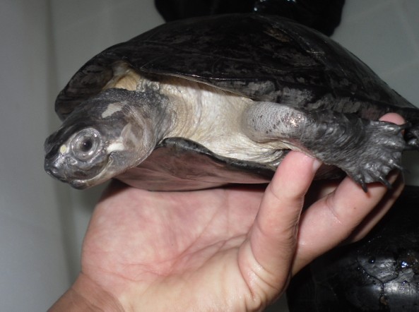  p>粗颈龟,别名沼泽龟,是一种中等大小的黑色淡水龟,因为颜色单调,不