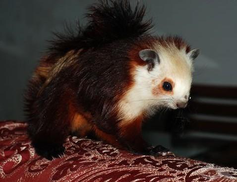 红白鼯鼠台中亚种