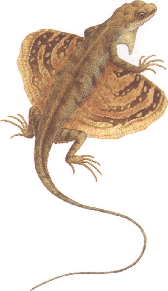  p>裸耳飞蜥, a>鬣蜥科 /a>飞蜥属物种,鼓膜裸露,鼻孔开向背侧,翼膜