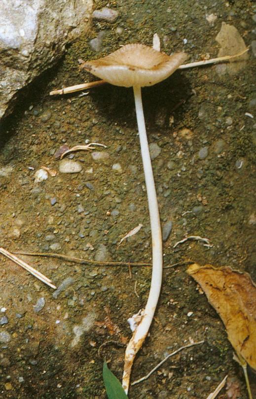 白变长根奥德蘑