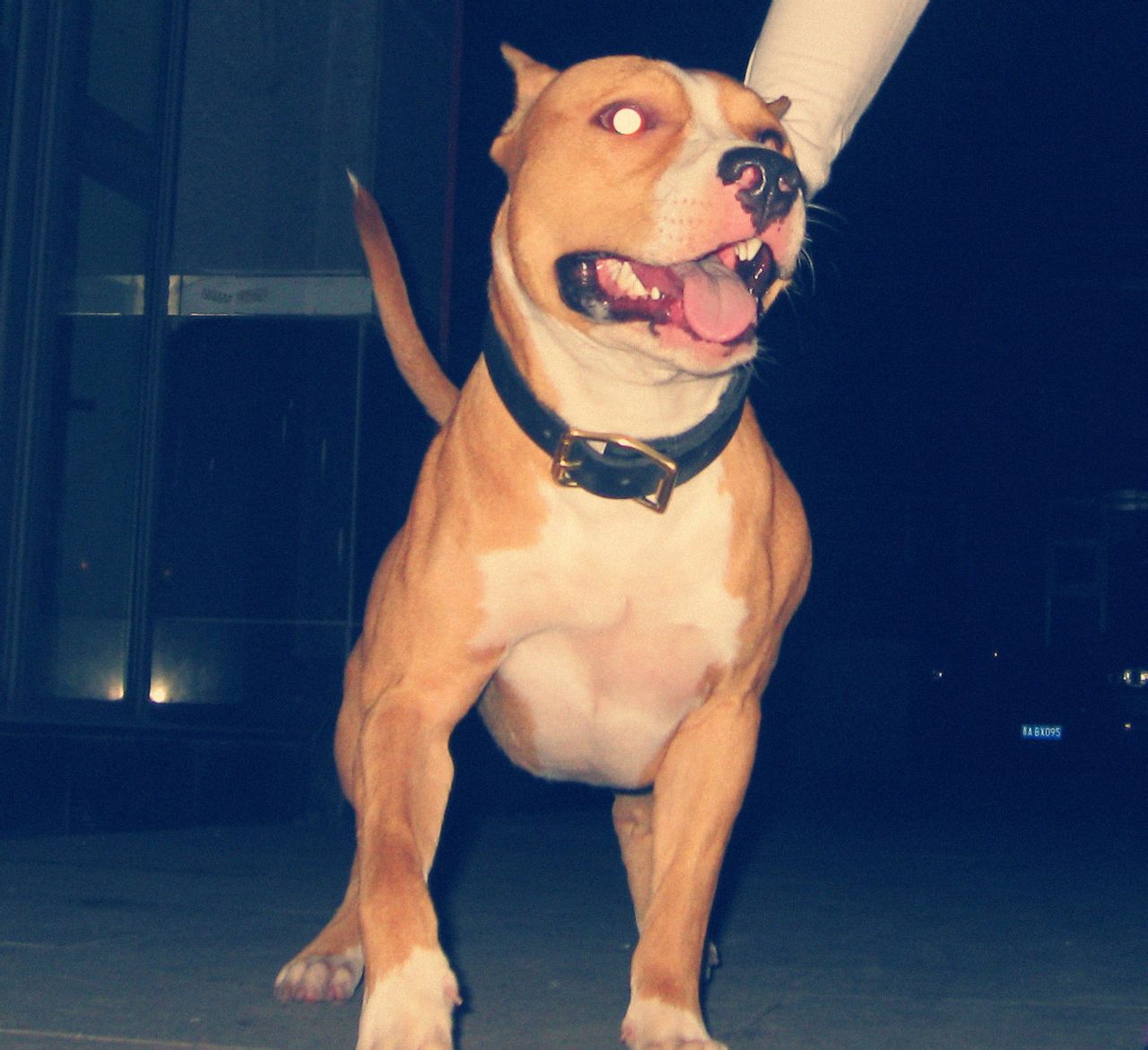  p>美国斯塔福梗(american staffordshire terrier)斯塔福梗是由 a