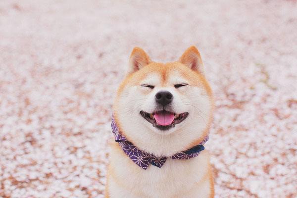 养一只忠诚的柴犬 你准备好了吗 百科ta说