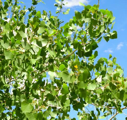 populus tremula