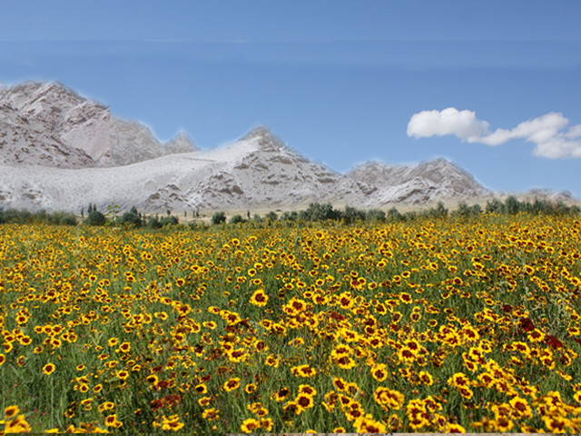  p>克里阳雪菊,新疆维吾尔自治区和田地区 a target="_blank" href="