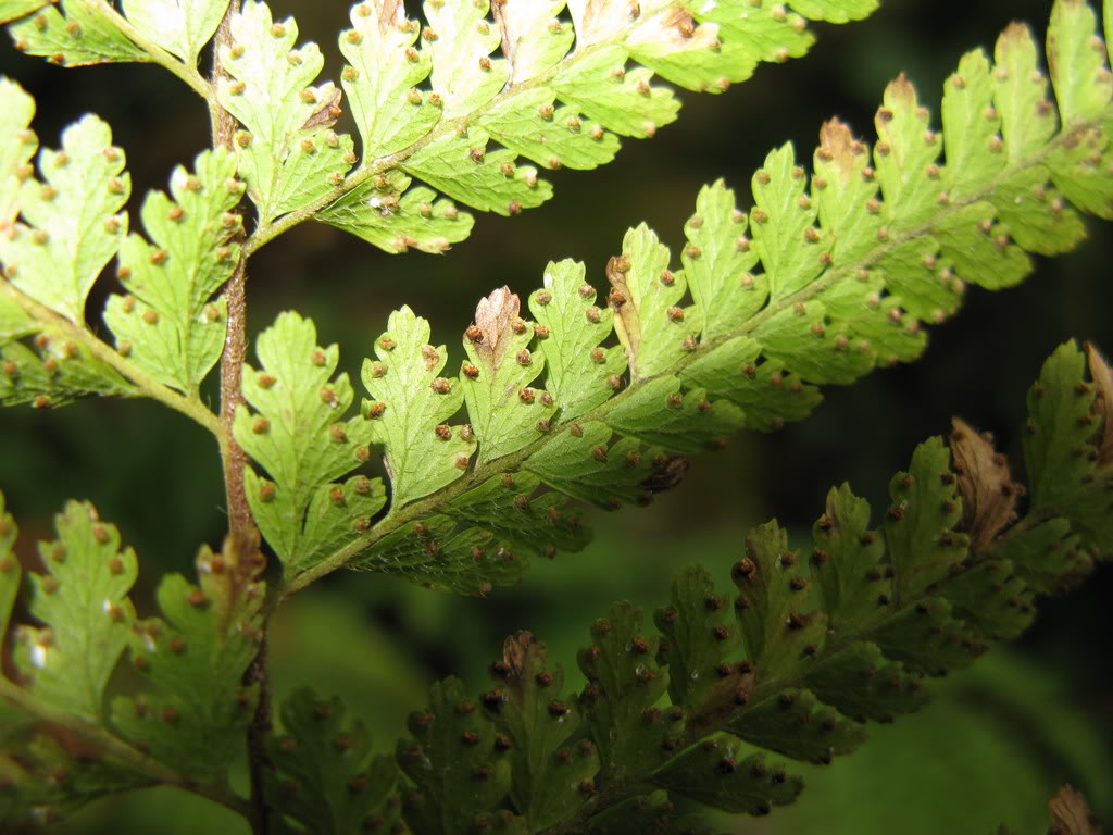 microlepia szechuanica ching