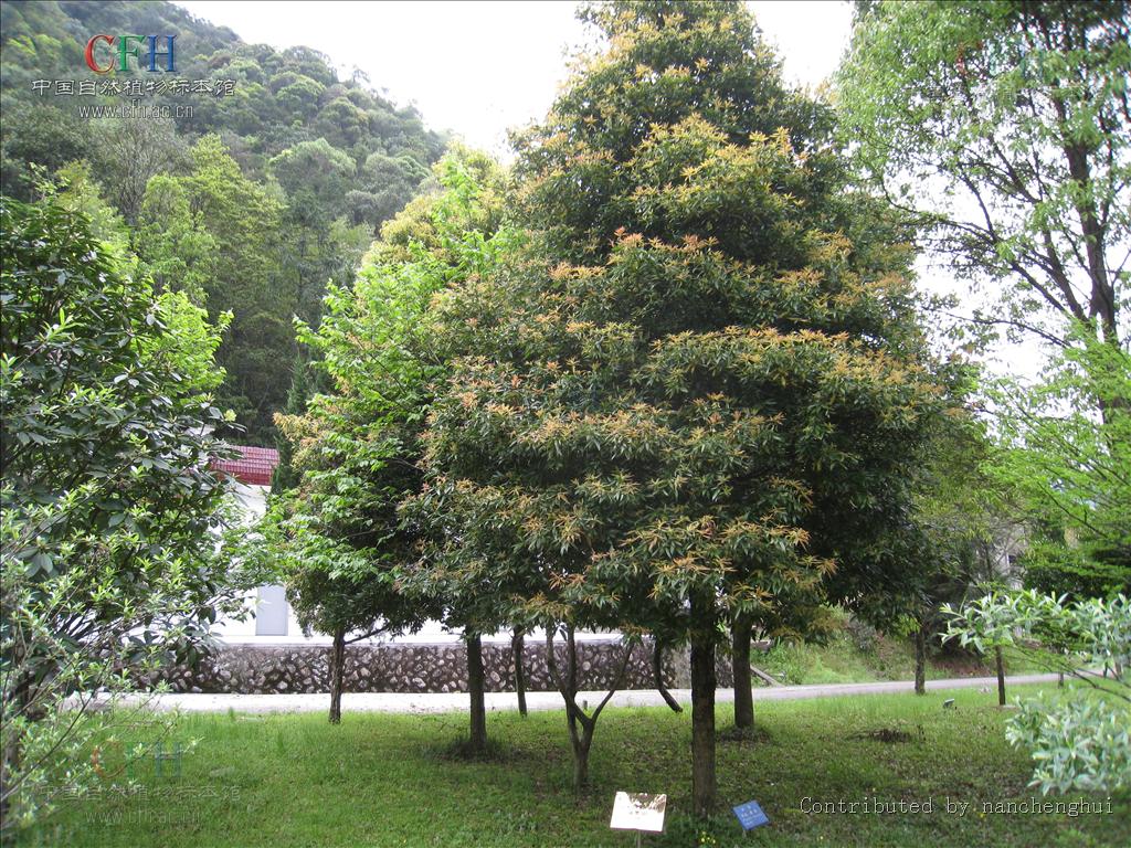  p>闽楠(拉丁学名: i>phoebe bournei /i> (hemsl.