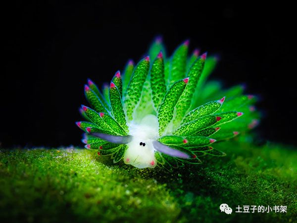 藻类海蛞蝓——能进行光合作用的动物_百科TA说