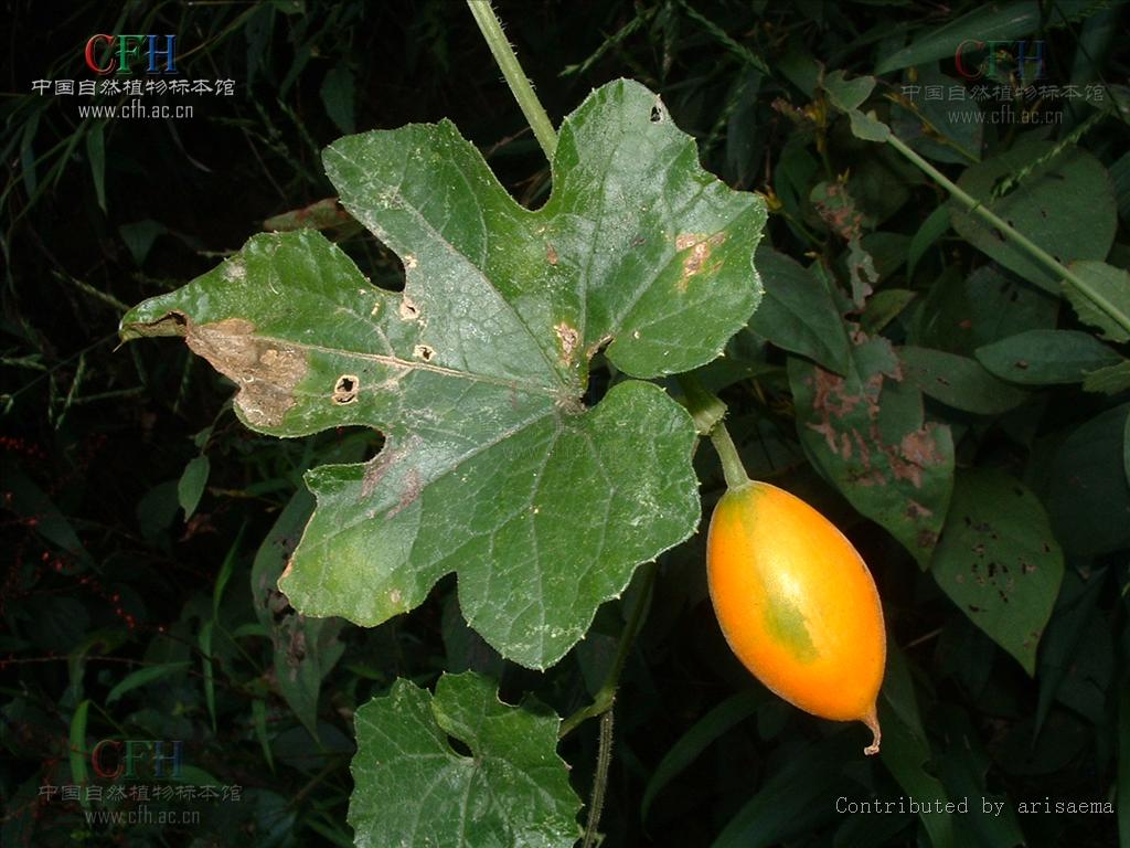 ">葫芦科 /a>山苦瓜属一年生攀援草本植物,多分枝,卷须不分枝;叶互生