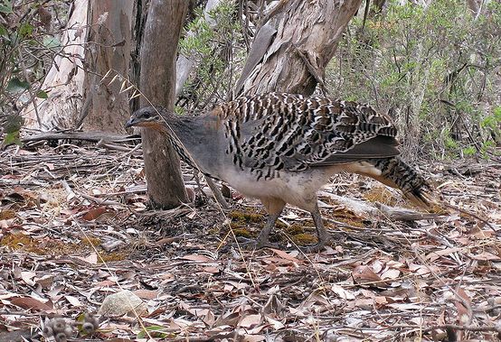 macrocephalon maleo),又名苏拉威西冢雉,西里伯斯大头鸡或营冢鸟,是