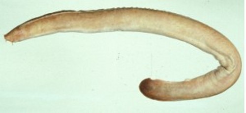 inshore hagfish