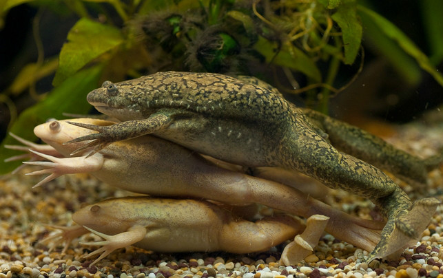 african clawed frog