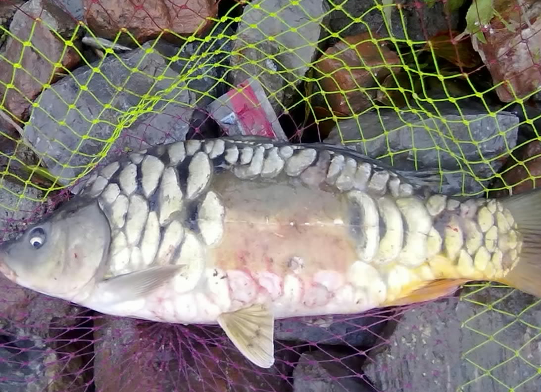  p>松潘裸鲤, i>gymnocypris potanini  /i>(herzensten, 1891), a