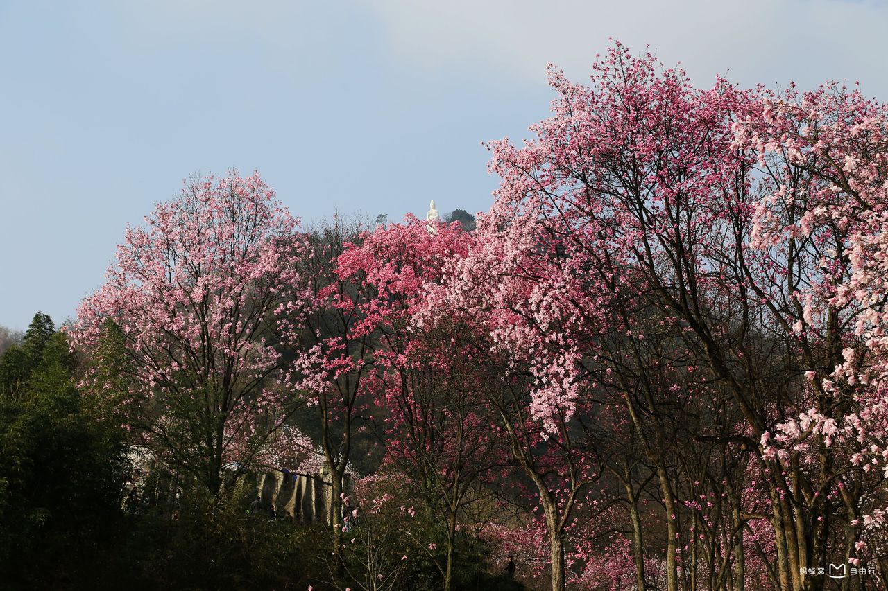  p data-id="gnzlmti7cp">药王谷位于绵阳市北川羌族自治县与江油市