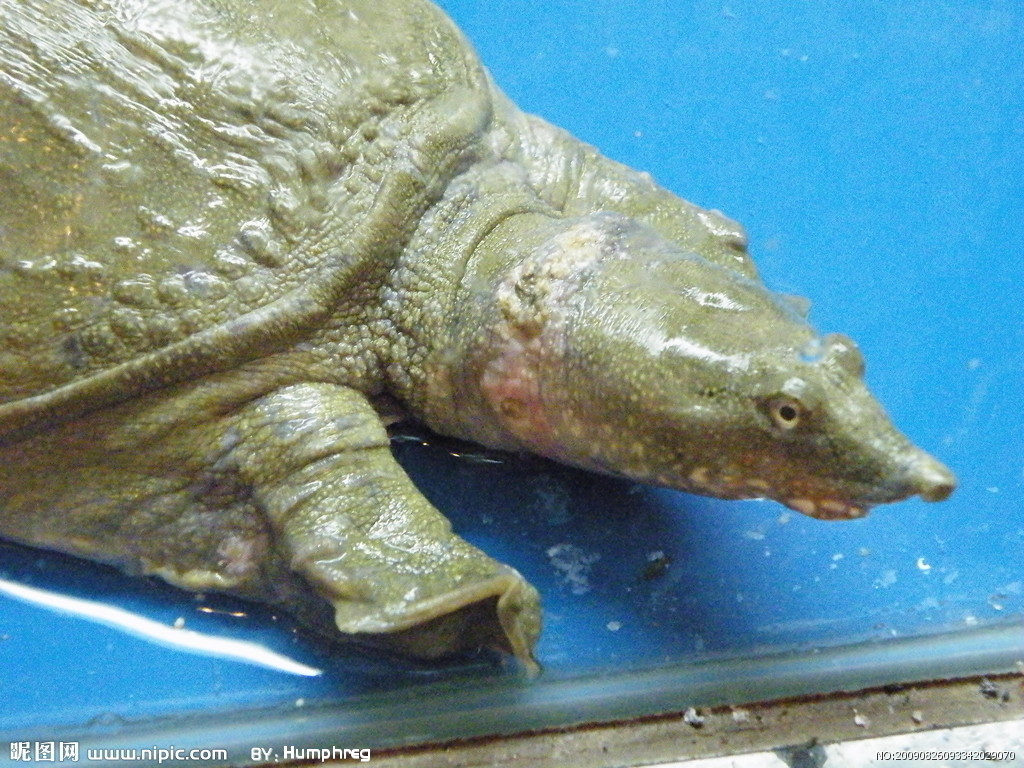 aspideretes gangeticus