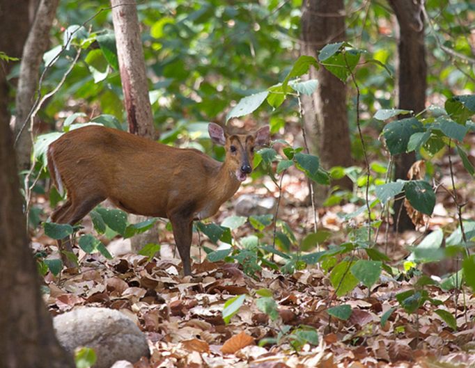  p>赤麂(jǐ)(学名: i>muntiacus muntjak /i>):为麂类中体形最大一种