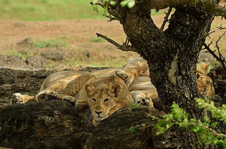  p>亚洲狮(学名: i>panthera leo persica /i>):体长1.2-1.