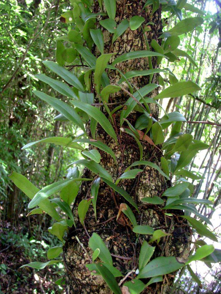  b> i>lepidogrammitis adnascens /i> /b>)为水龙骨科骨牌蕨属下的一