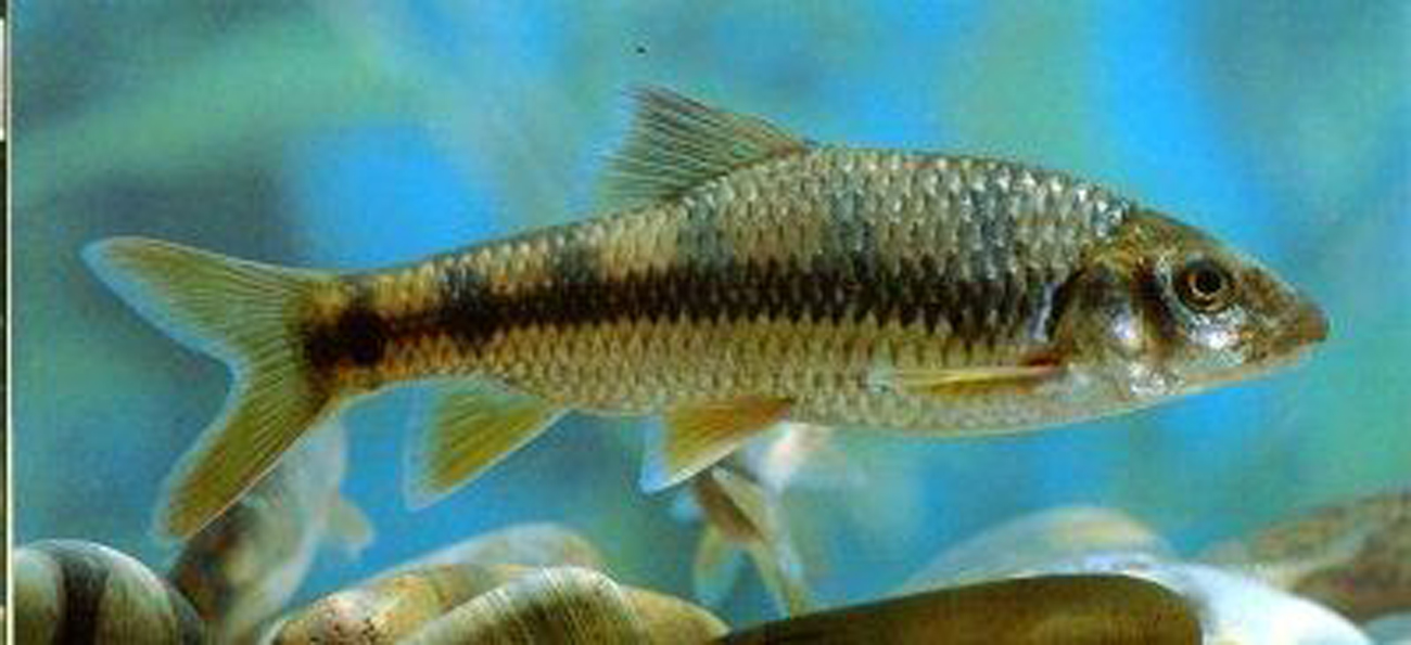 lus yunnanensis) 属 a href="#" data-lemmaid="2711918">鲤形目 /a>