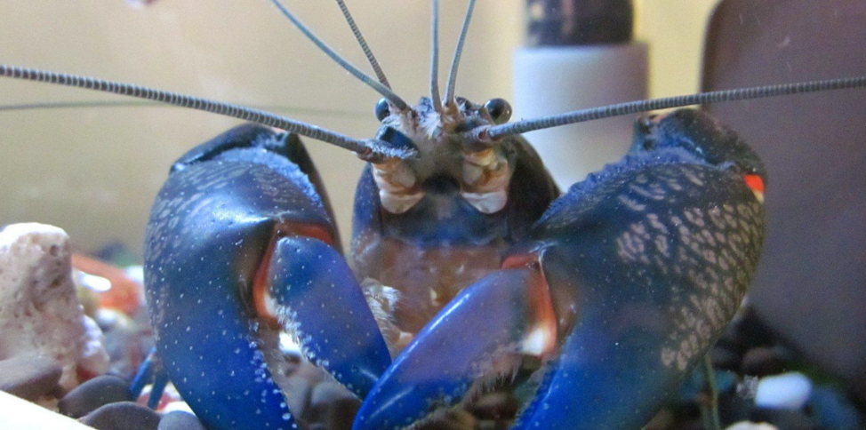 blue别名:electric blue lobster (电蓝色龙虾)佛罗里达蓝螯虾 简称