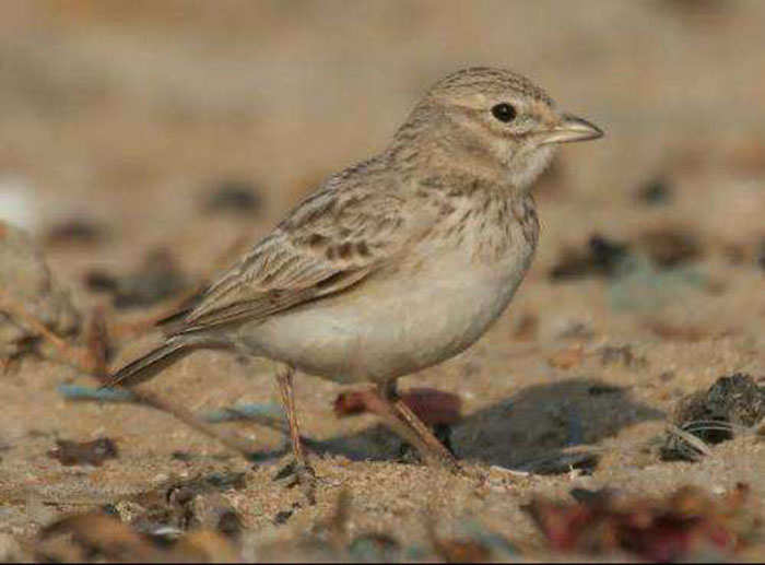  p> b>恒河沙百灵 /b>(学名: i>calandrella raytal /i>),是百灵科短