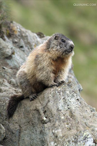 gnbppcgj8j">喜马拉雅旱獭(学名: i>marmota himalayana /i>)别名哈拉